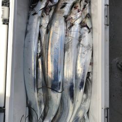 フィッシング　キッタカ 釣果