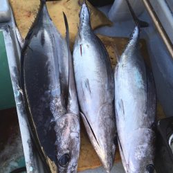 渡船屋たにぐち 釣果