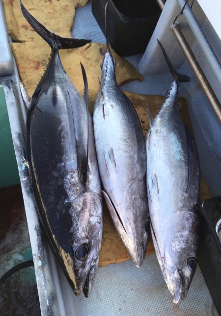 渡船屋たにぐち 釣果