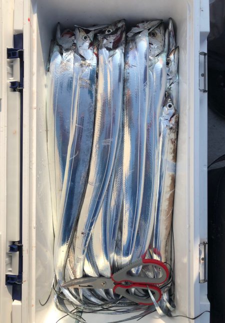 フィッシング キッタカ 釣果