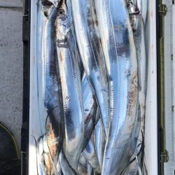 フィッシング　キッタカ 釣果