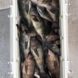 フィッシング　キッタカ 釣果