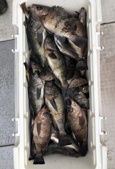 フィッシング　キッタカ 釣果