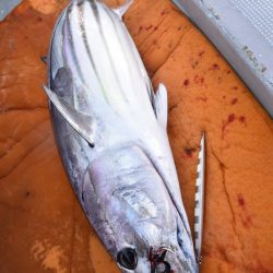 渡船屋たにぐち 釣果