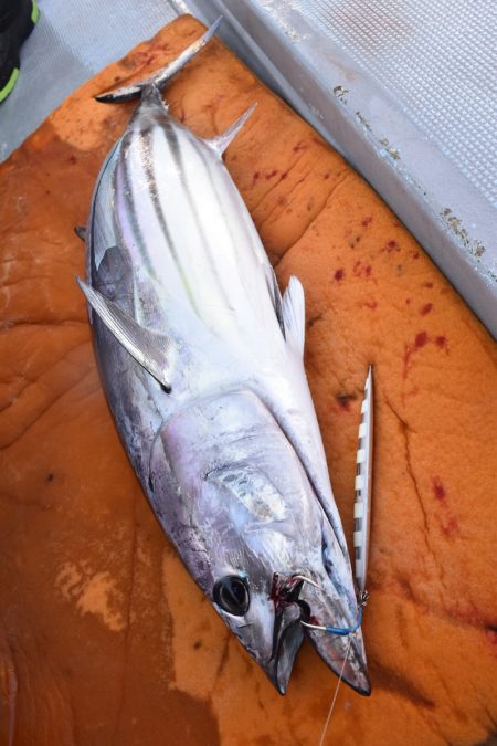 渡船屋たにぐち 釣果