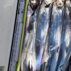 フィッシング　キッタカ 釣果