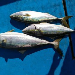 フィッシングガイド りょう 釣果