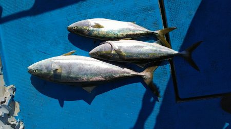 フィッシングガイド りょう 釣果