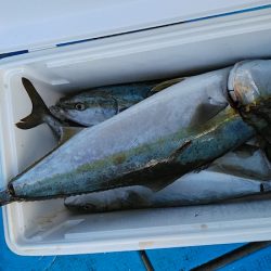 フィッシングガイド りょう 釣果