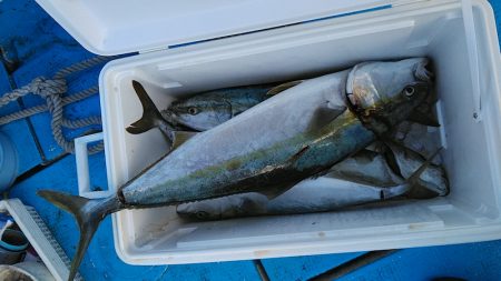 フィッシングガイド りょう 釣果