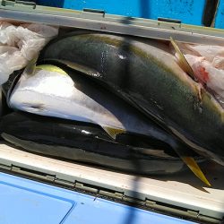 フィッシングガイド りょう 釣果