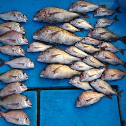 フィッシングガイド りょう 釣果