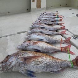 KIM Fishing Guide Service 釣果
