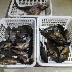 KIM Fishing Guide Service 釣果