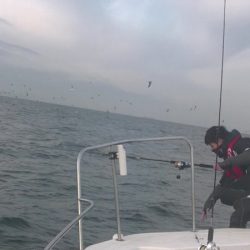 JDI Racing シールズマリンレジャー 釣果