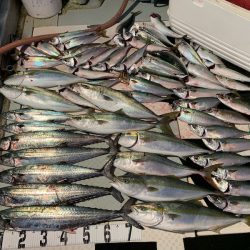 オーシャンスター(Ocean Star) 釣果