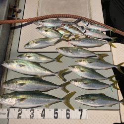 オーシャンスター(Ocean Star) 釣果