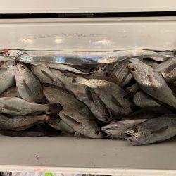 オーシャンスター(Ocean Star) 釣果