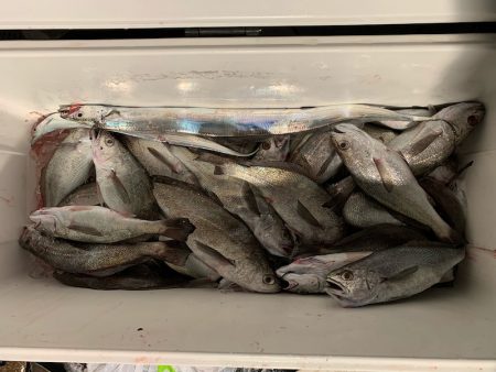 オーシャンスター(Ocean Star) 釣果