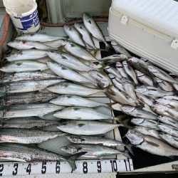 オーシャンスター(Ocean Star) 釣果