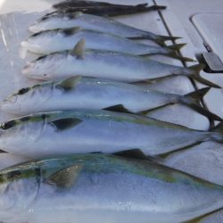 JDI Racing シールズマリンレジャー 釣果