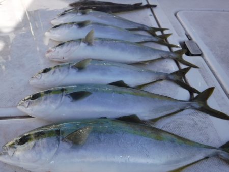 ＪＤＩ　Ｒａｃｉｎｇ　シールズマリンレジャ…