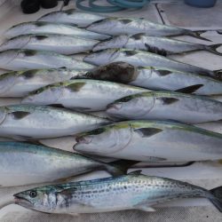 JDI Racing シールズマリンレジャー 釣果