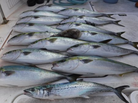 JDI Racing シールズマリンレジャー 釣果