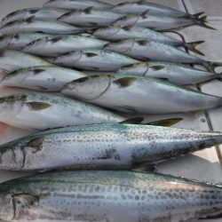 JDI Racing シールズマリンレジャー 釣果