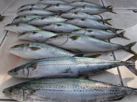 JDI Racing シールズマリンレジャー 釣果