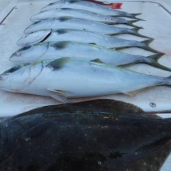 JDI Racing シールズマリンレジャー 釣果