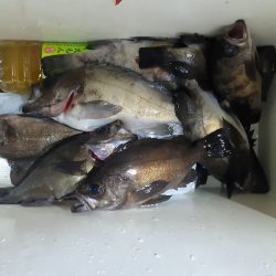 KIM Fishing Guide Service 釣果