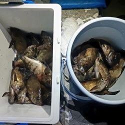 KIM Fishing Guide Service 釣果