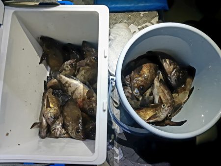 KIM Fishing Guide Service 釣果