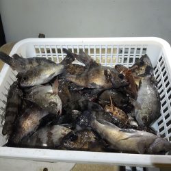 KIM Fishing Guide Service 釣果