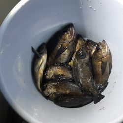 KIM Fishing Guide Service 釣果