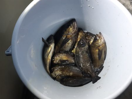 KIM Fishing Guide Ser…