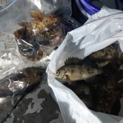 KIM Fishing Guide Service 釣果