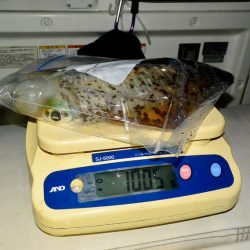 South Current 釣果