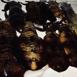 South Current 釣果