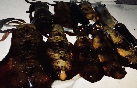 South Current 釣果