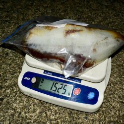 South Current 釣果