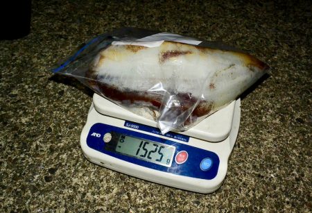 South Current 釣果