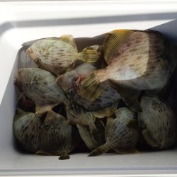 KIM Fishing Guide Service 釣果