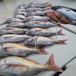 KIM Fishing Guide Service 釣果