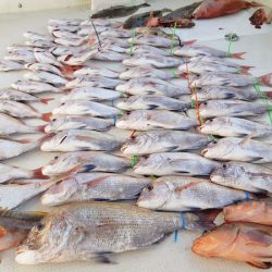 KIM Fishing Guide Service 釣果