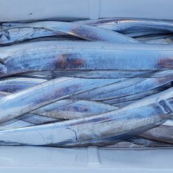 KIM Fishing Guide Service 釣果