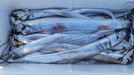 KIM Fishing Guide Service 釣果