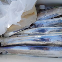 KIM Fishing Guide Service 釣果