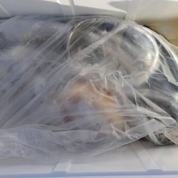 KIM Fishing Guide Service 釣果